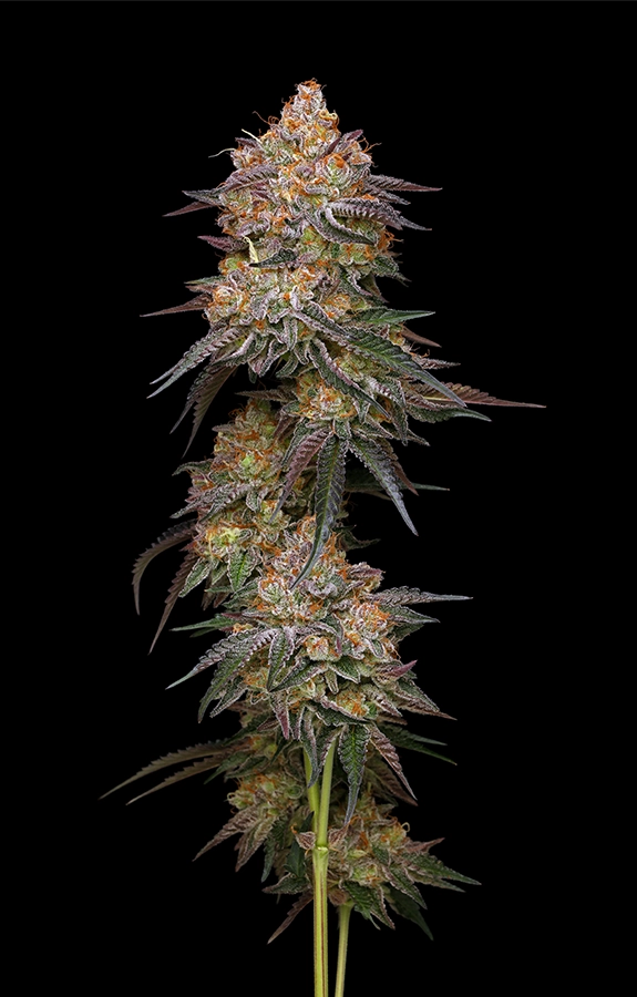Humboldt Seed Company - Granny Candy - Feminised