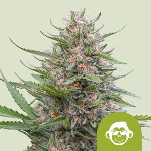 Royal Queen Seeds - Grape Ape Auto Feminised