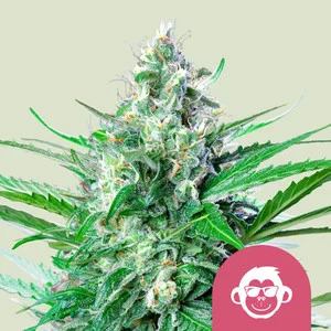 Grape Ape - Feminized - Royal Queen Seeds Grape Ape - Feminized - Royal Queen Seeds