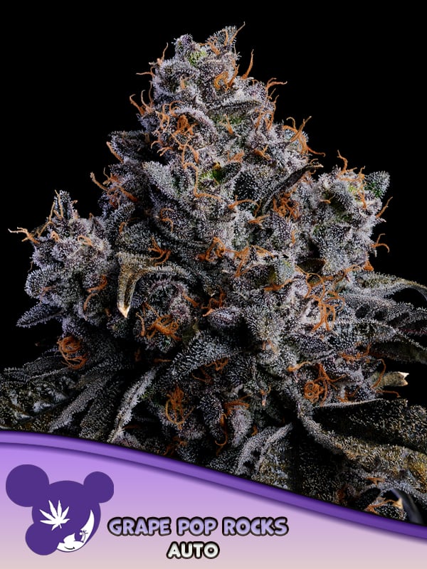 Anesia Seeds - Grape Pop Rocks Auto Feminized