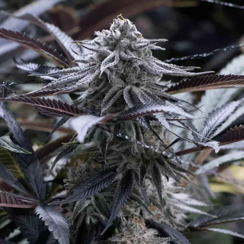 Silent Seeds - Grape Juice - Feminized Silent Seeds - Grape Juice - Feminized