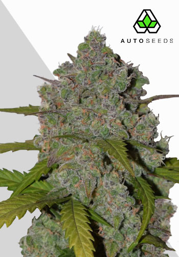 Auto Seeds - Green Crack Auto - Feminised