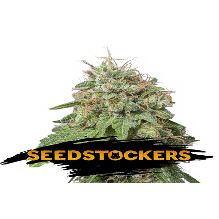 Green Crack Auto - Feminized - Seed Stockers