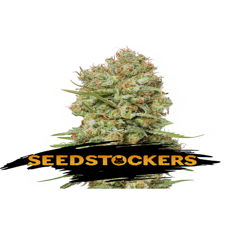 Green Crack - Feminized - Seed Stockers