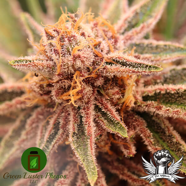 Green Luster Phenos Burn Berry - Feminized