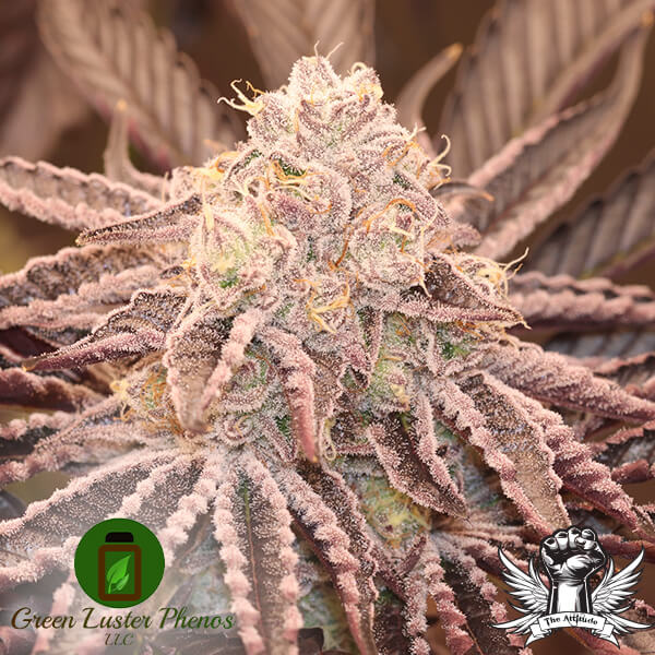 Green Luster Phenos Cream 47 - Feminized