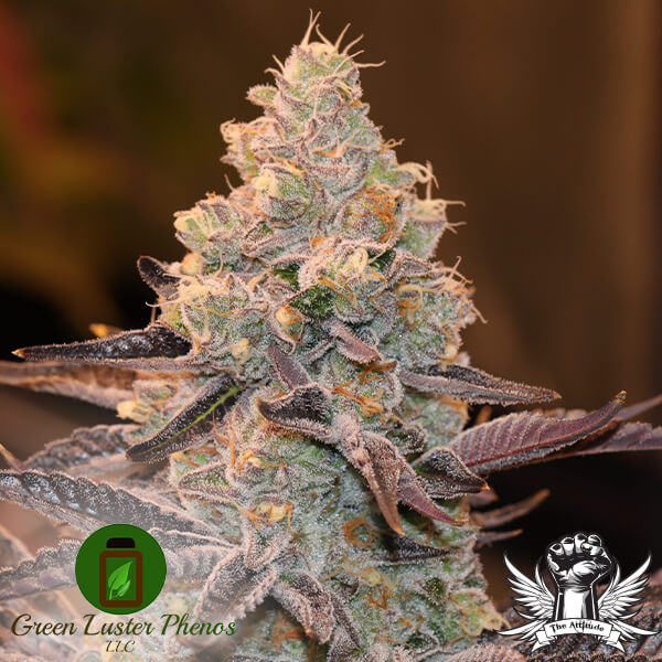 Green Luster Phenos Diesel Dessert - Feminized