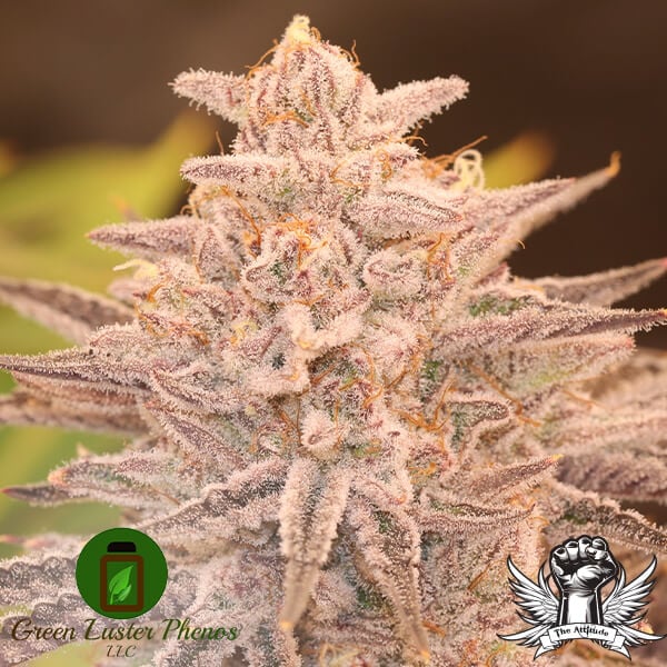 Green Luster Phenos Familiar Fruit - Feminized