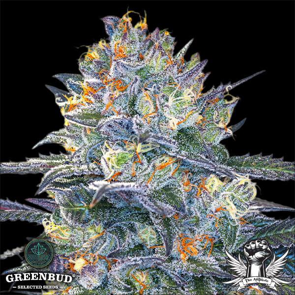 Greenbud Seeds - Black Gelato Early Version (Limited Edition) - Feminized