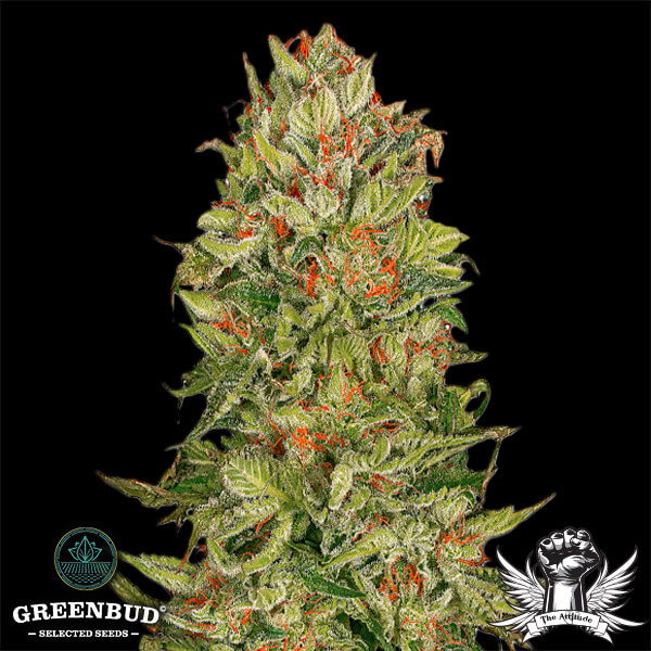 Greenbud Seeds - Black Jilly Bean (Limited Edition) - Feminized