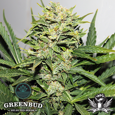 Greenbud Seeds - Blackout Express AUTO aka Blackout AUTO - Feminized