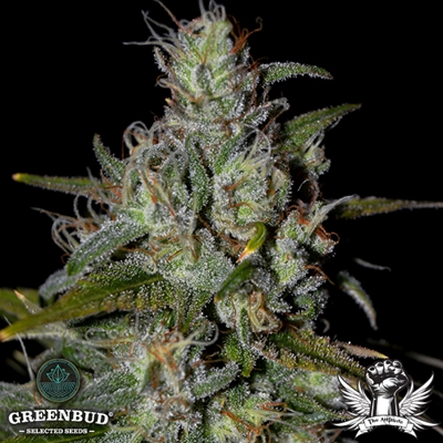 Greenbud Seeds - Blueberry 99 Early Version - Feminized