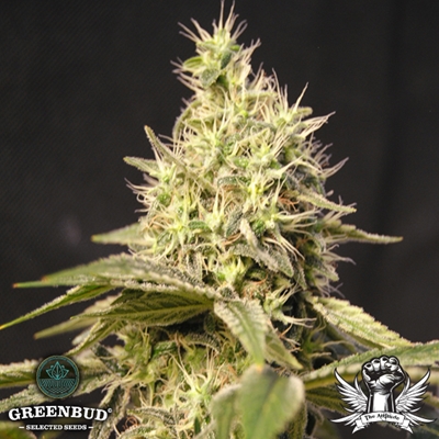 Greenbud Seeds - C99 Early Version - Feminized