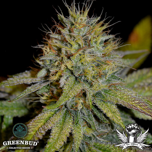 Greenbud Seeds - Candy Ritual (Limited Edition) - Feminized