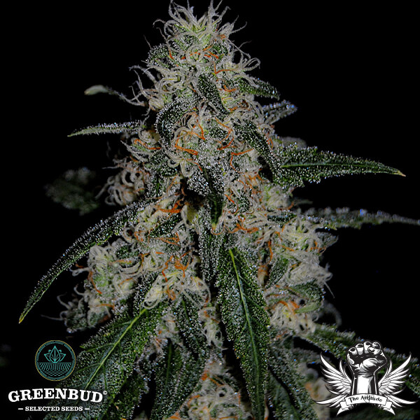 Greenbud Seeds - Critical Gorilla (Limited Edition) - Feminized