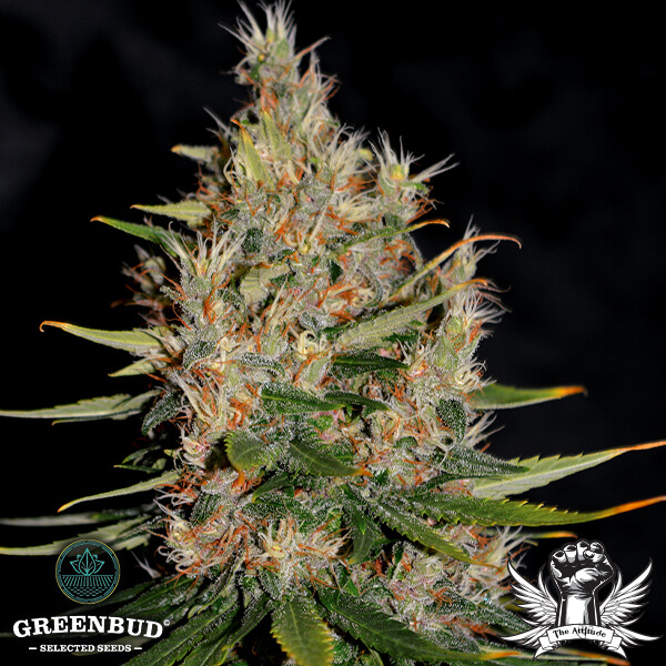 Greenbud Seeds - Do Si Dos (Limited Edition) - Regular