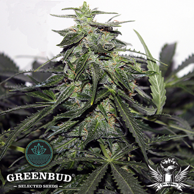 Greenbud Seeds - Explode AUTO - Feminized