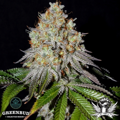 Greenbud Seeds - Gold Wave - Feminized