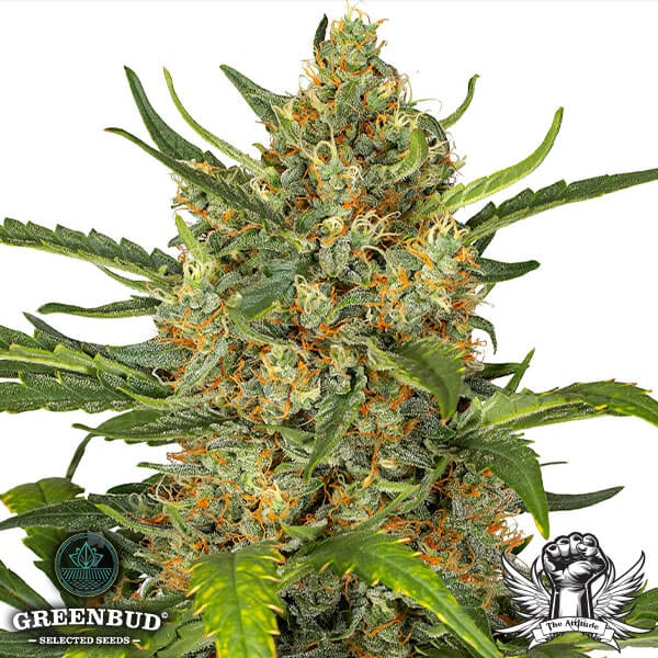 Greenbud Seeds - Gorilla Big Bud Auto (Limited Edition) - Feminized