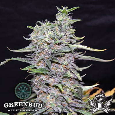 Greenbud Seeds - Green Power XL - Feminized