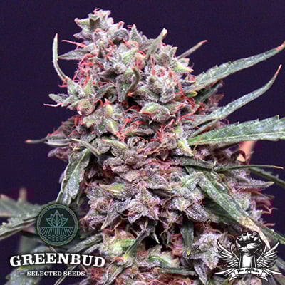 Greenbud Seeds - Lemon Pie AUTO - Feminized