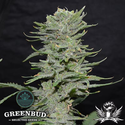 Greenbud Seeds - Lemon Pie - Feminized