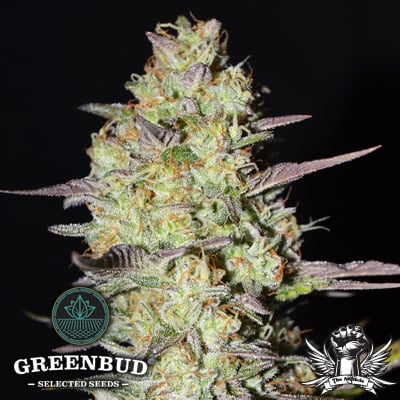 Greenbud Seeds - Loveless - Feminized