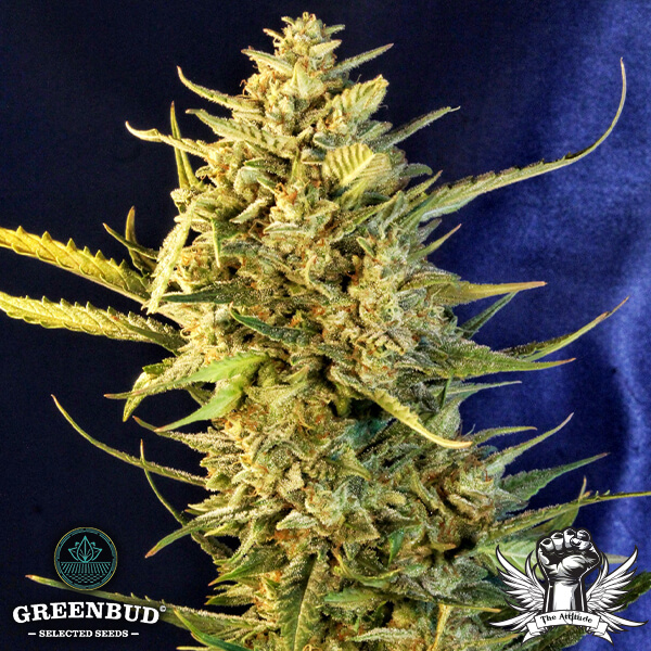 Greenbud Seeds - OG Kush XL Auto (Limited Edition) - Feminized