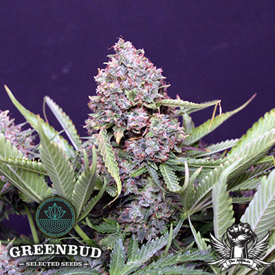 Greenbud Seeds - Polar Expres Auto - Feminized