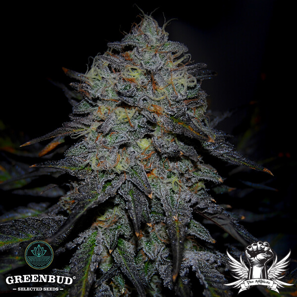 Greenbud Seeds - Royal Marker (Limited Edition) - Feminized