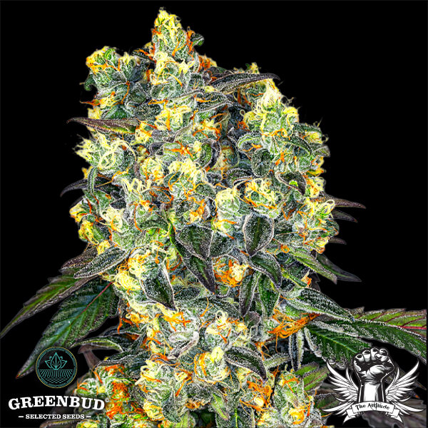 Greenbud Seeds - Secret Orchard (Limited Edition) - Feminized
