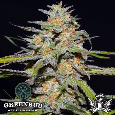 Greenbud Seeds - Spitfire - Feminized