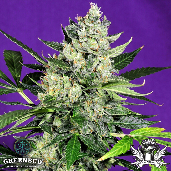 Greenbud Seeds - West Coast OG Auto (Limited Edition) - Feminized