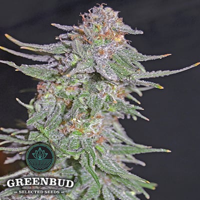 Greenbud Seeds - White Widow x AK 47 Early Version - Feminized