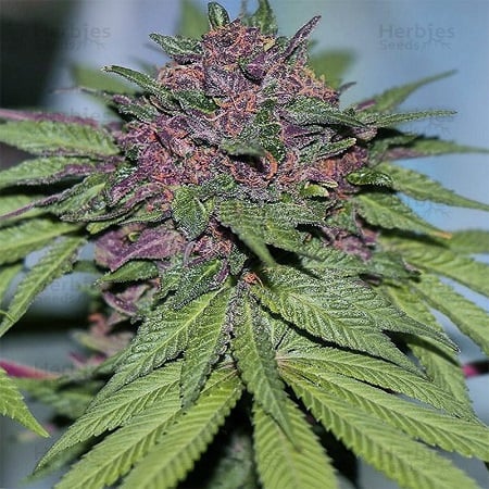 Grizzly Purple Kush - Feminized - BlimBurn Seeds