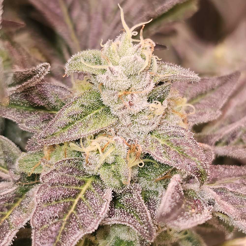 Karma Genetics Seeds - Guava Runtz - Feminized