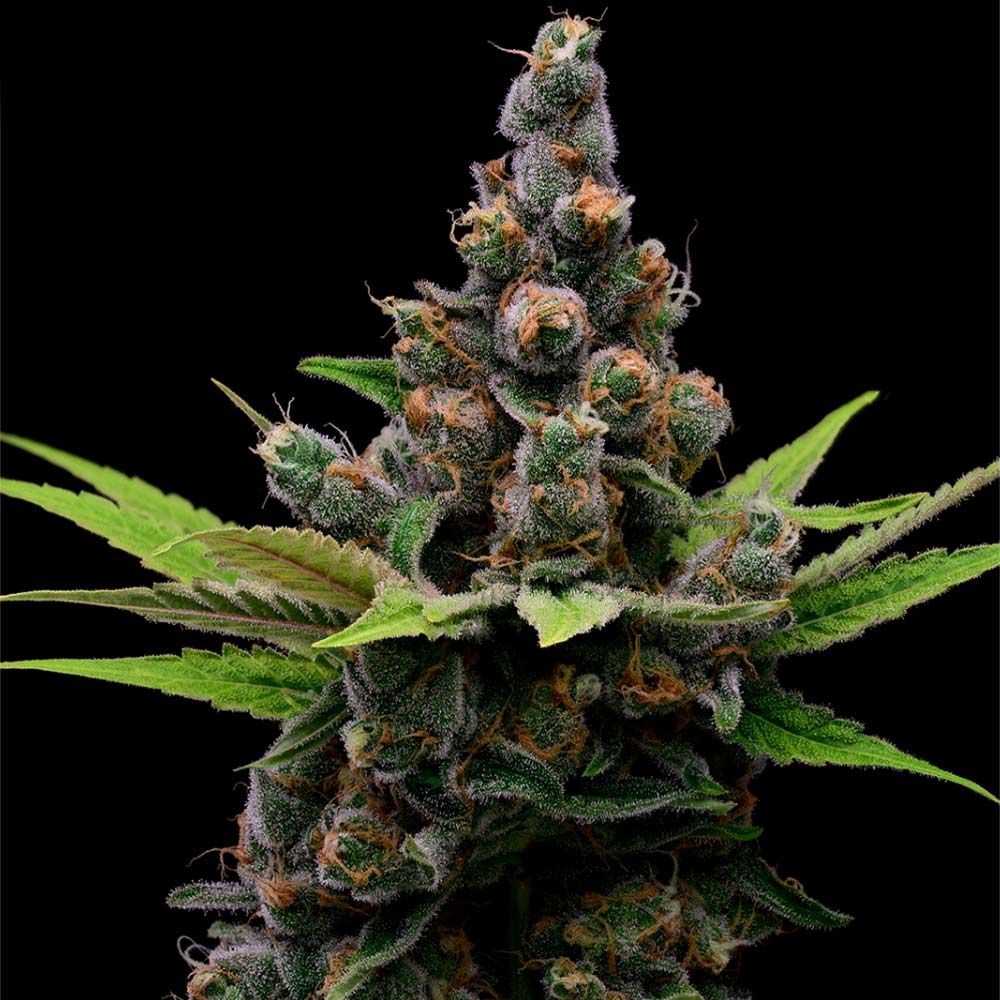 Green Bodhi Genetics - Guava Slushy - Feminized Green Bodhi Genetics - Guava Slushy - Feminized
