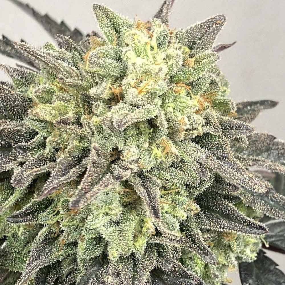Karma Genetics Seeds - Guava Zi - Regular