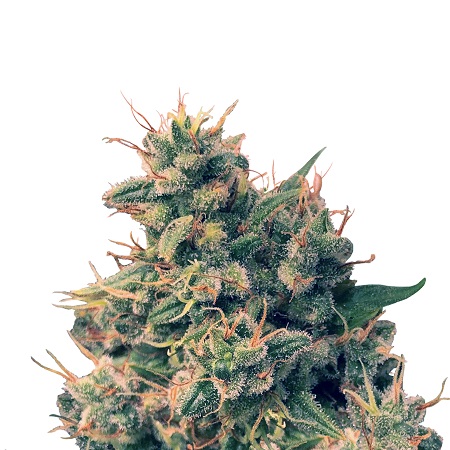 Guawi - Feminized - Ace Seeds