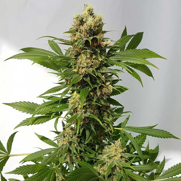 Freedom of Seeds Guerrilla Ryder Auto Regular