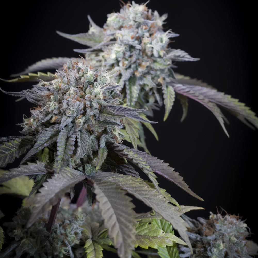 Paradise Seeds - Gulupa Female