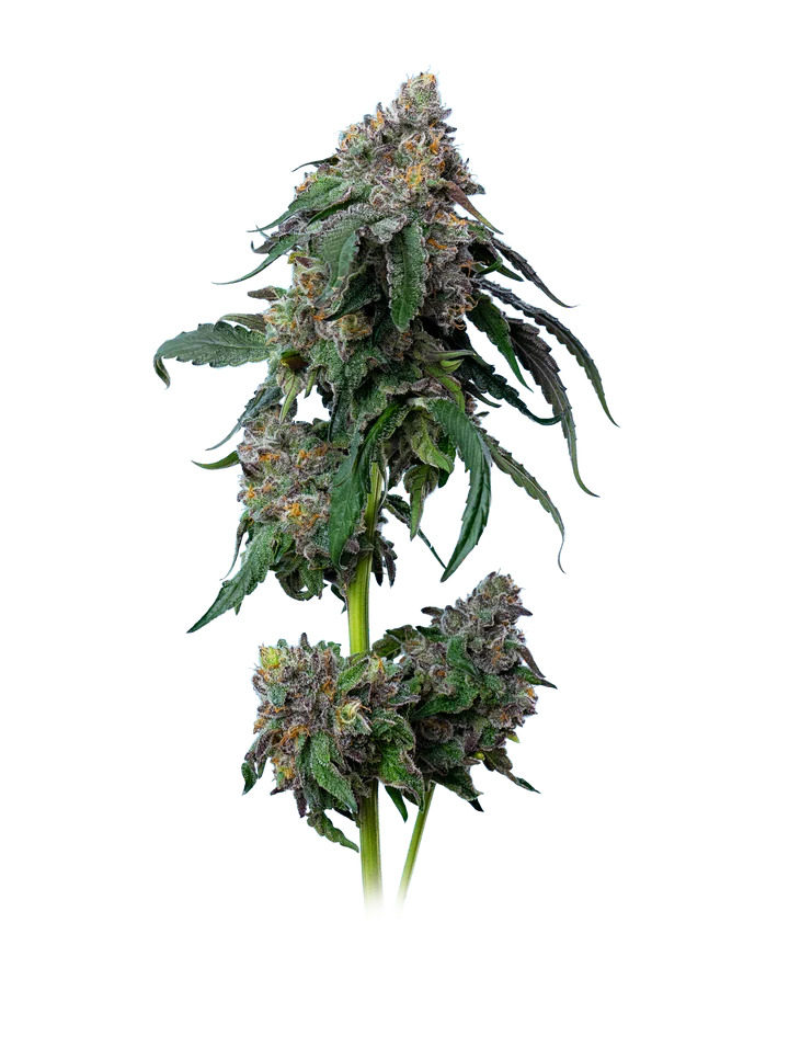 Maverick's Genetics Seeds - Gush Mints Feminized