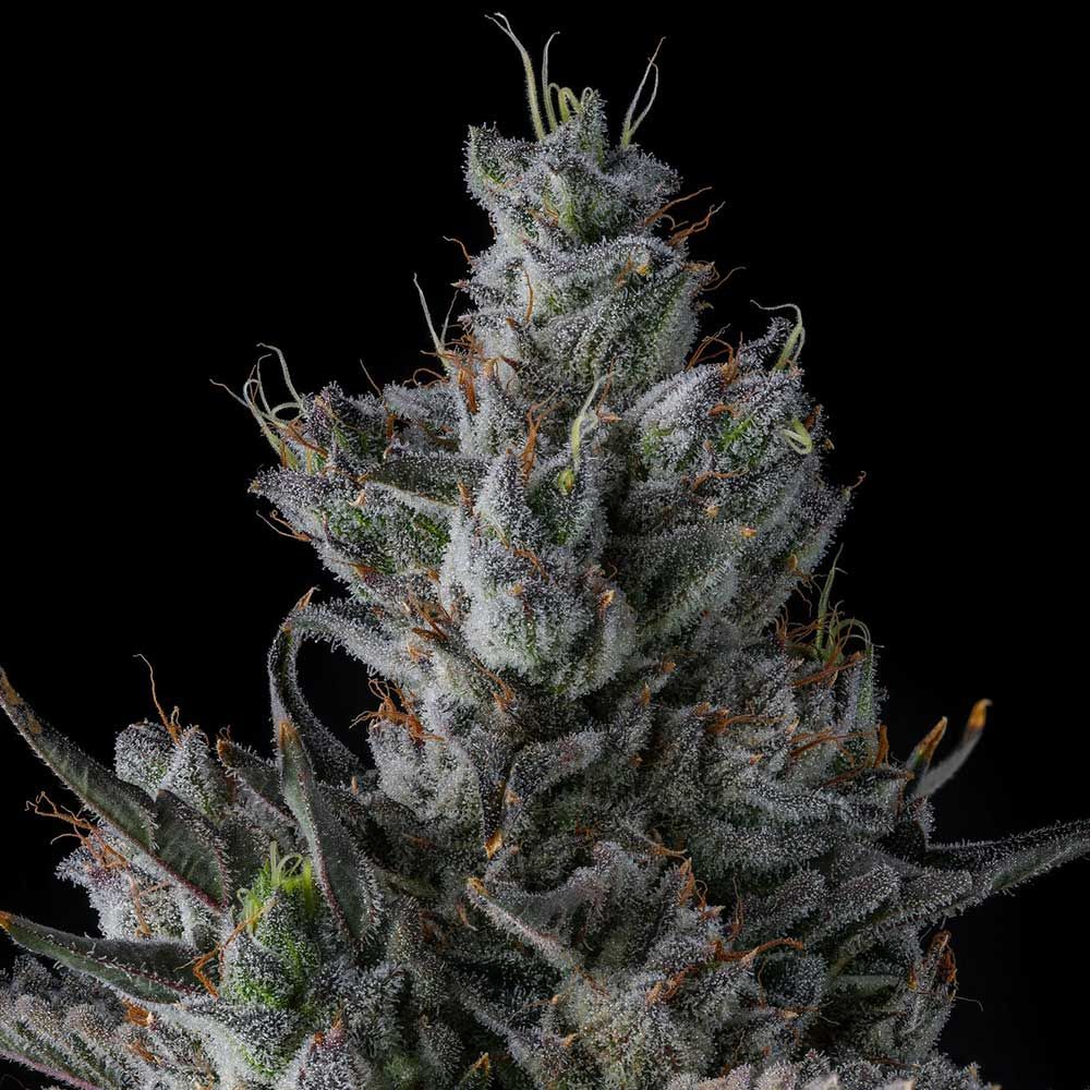 Compound Genetics - Guwop Green - Feminized Compound Genetics - Guwop Green - Feminized