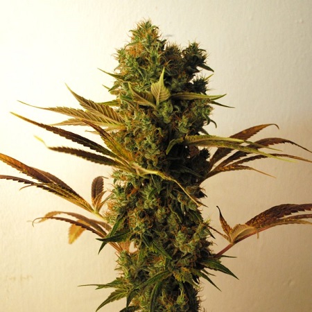 Resin Seeds Hammershark Feminized