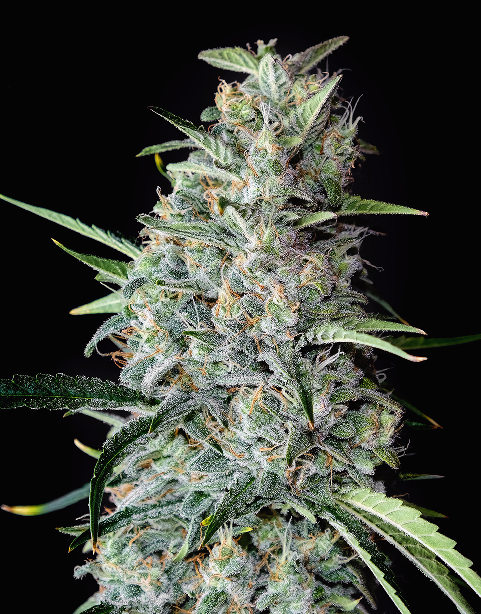 Triploids Cannabis Seeds - Harpoon Haze - Feminized Triploid Triploids Cannabis Seeds - Harpoon Haze - Feminized Triploid