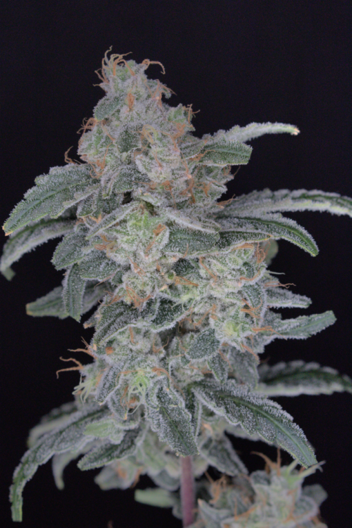 Pure Instinto Seeds - HB Dunkun'z Feminized
