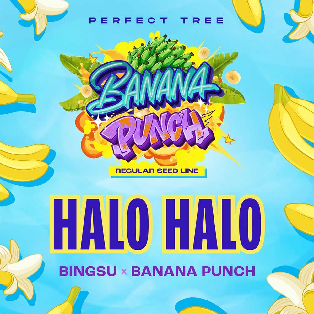 Perfect Tree Seeds - Halo Halo - Regular Perfect Tree Seeds - Halo Halo - Regular