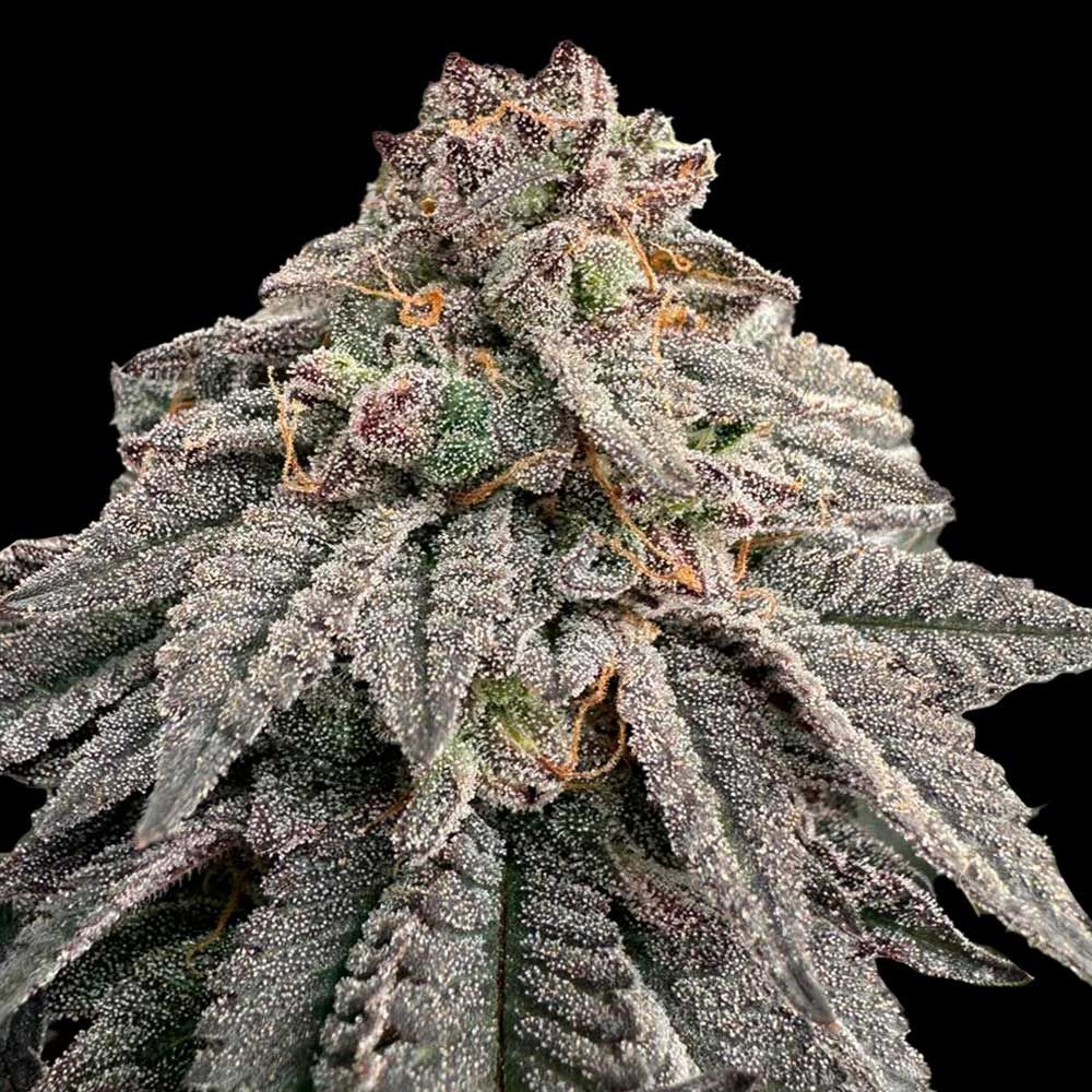Grateful Seeds - Hash Belt Feminized