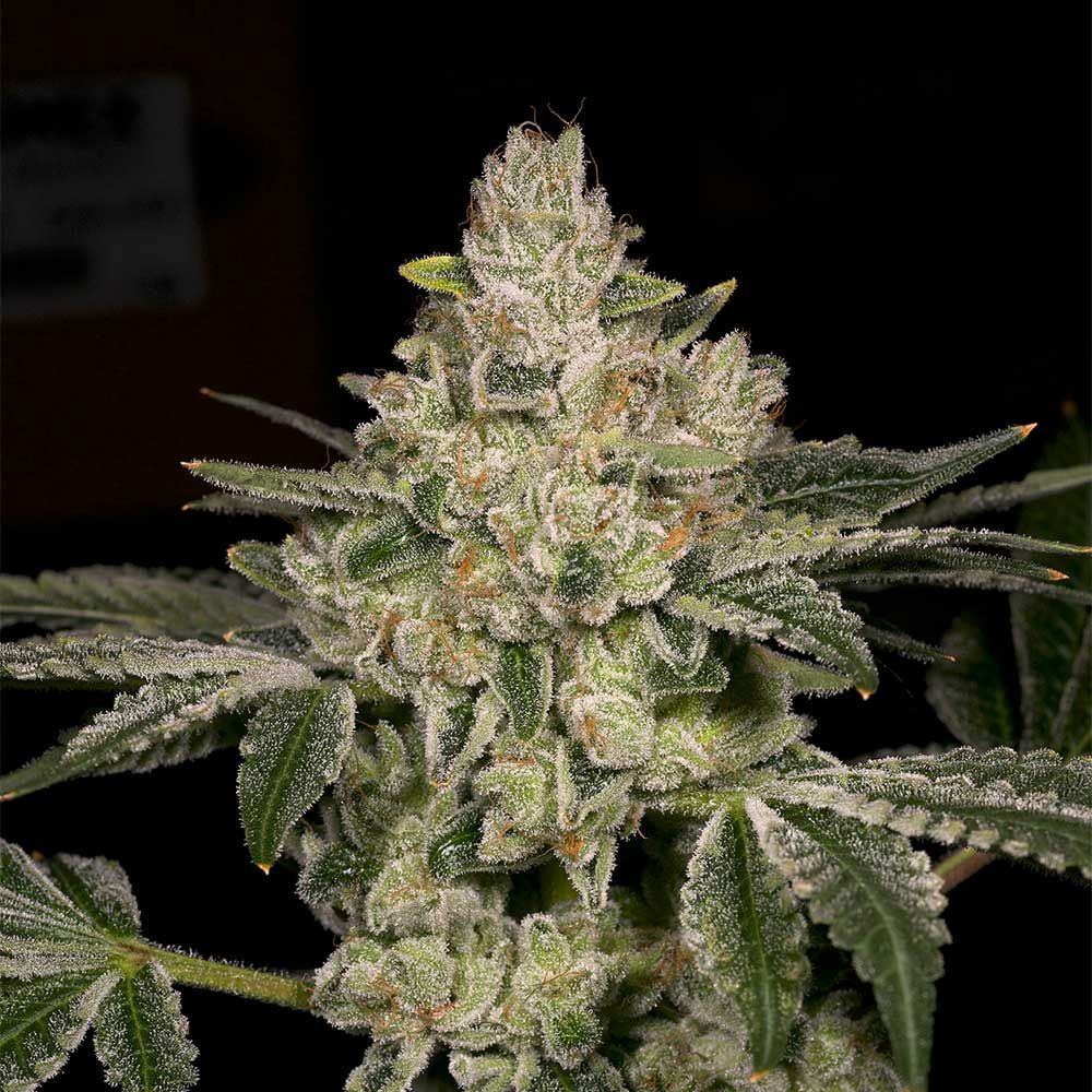 Archive Seedbank - Hash Blast Feminized Archive Seedbank - Hash Blast Feminized