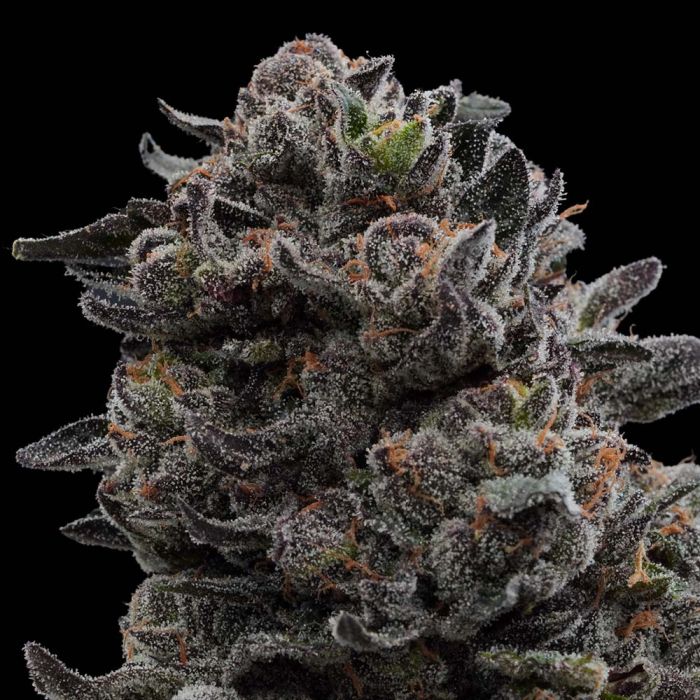 Ziplock Seeds Hawaiian Mist - Feminized